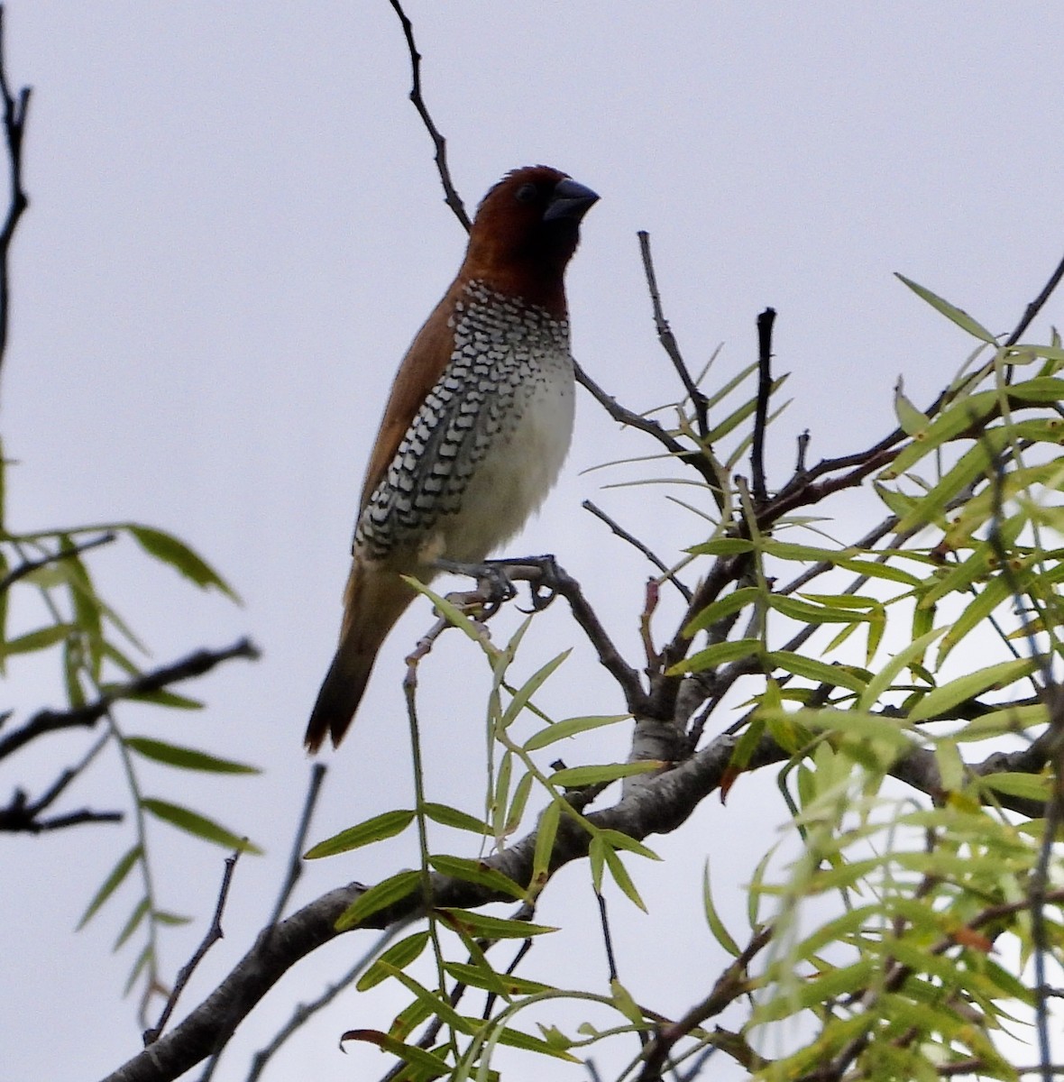 Scaly-breasted Munia - ML642190998