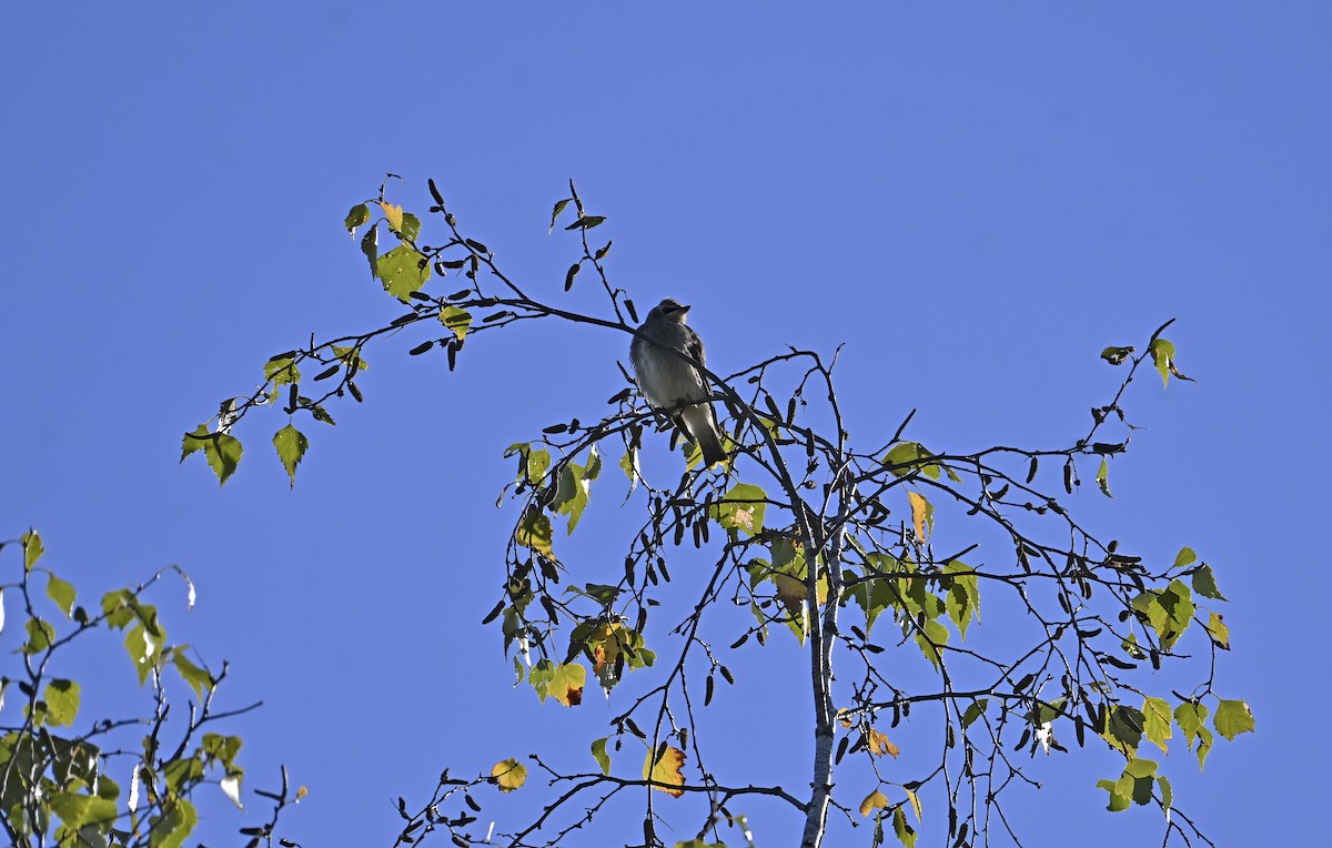 Cedar Waxwing - ML642191009