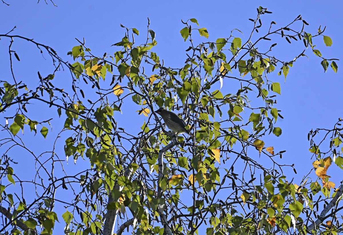 Cedar Waxwing - ML642191010