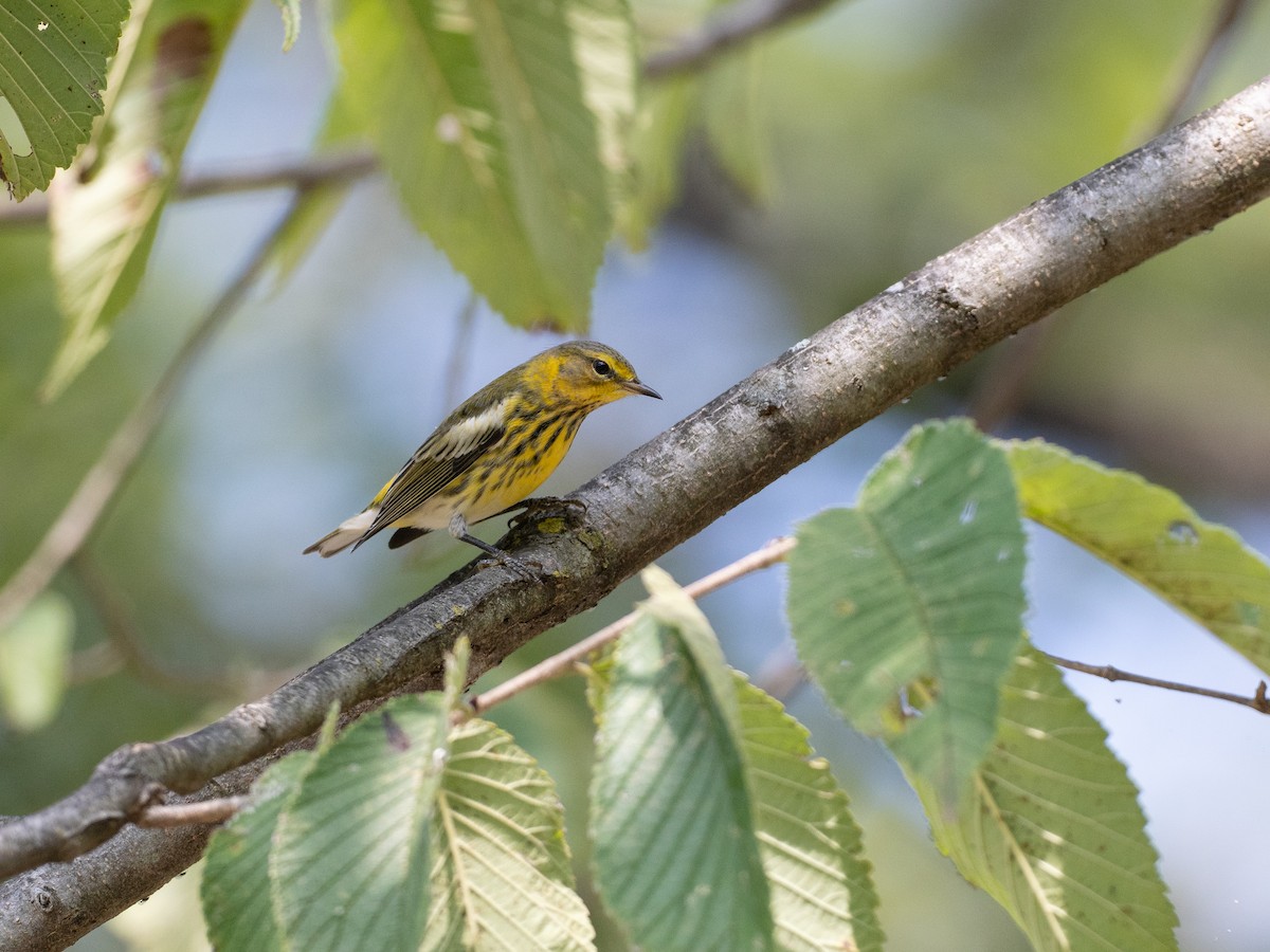 Cape May Warbler - ML642191011