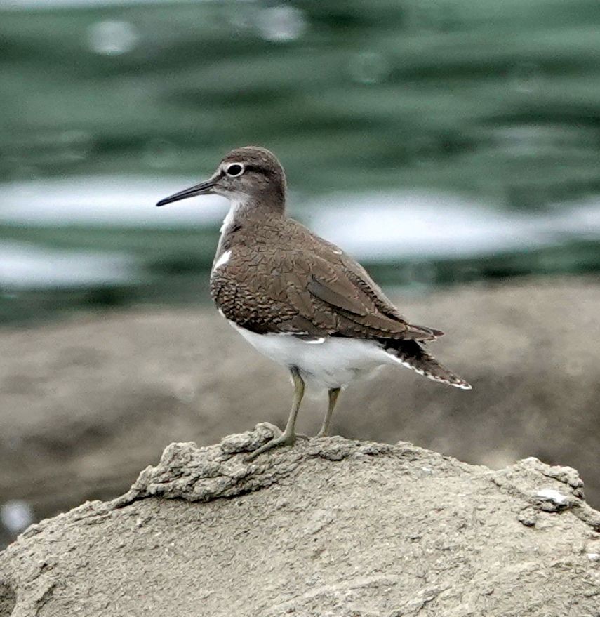 Common Sandpiper - ML642191014