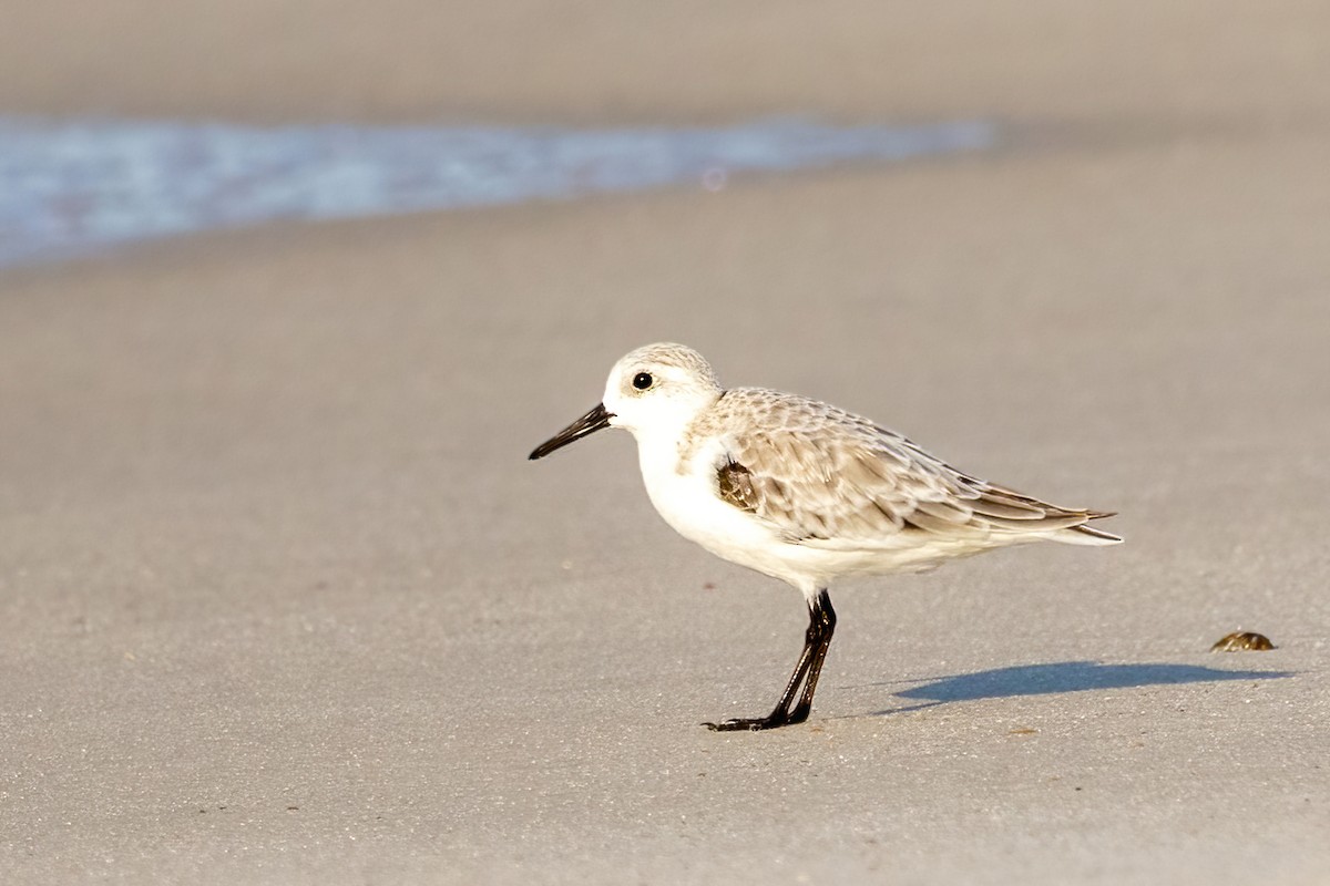 Sanderling - ML642191018