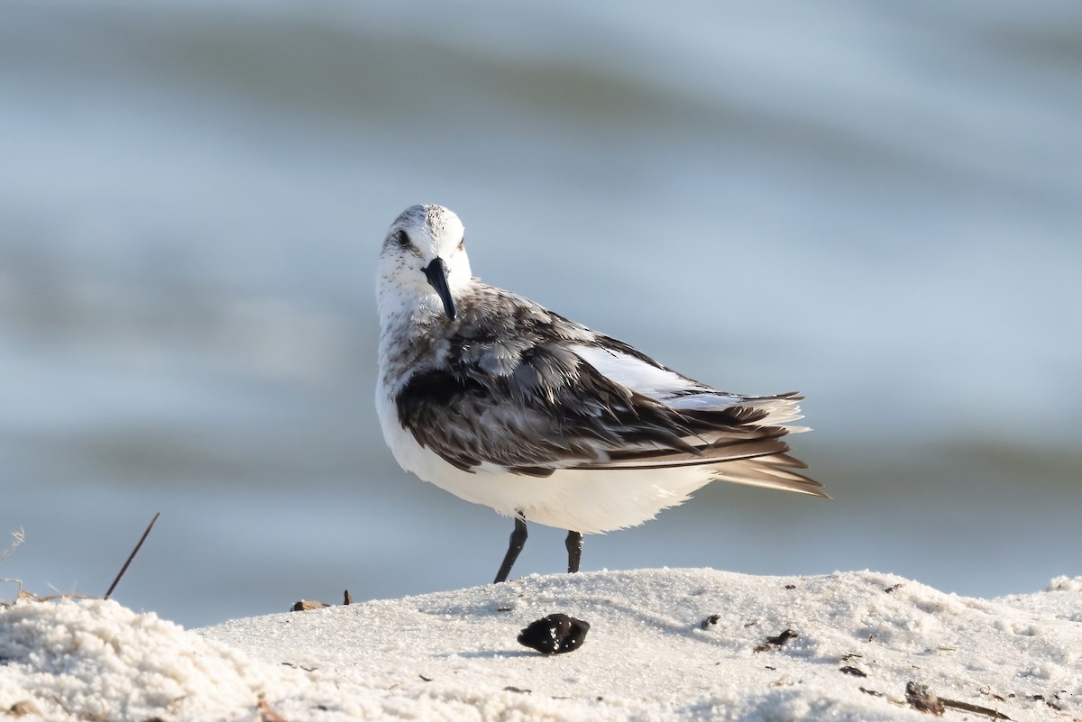Sanderling - ML642191019