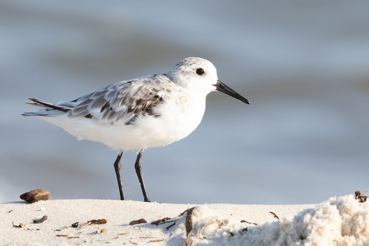 Sanderling - ML642191020