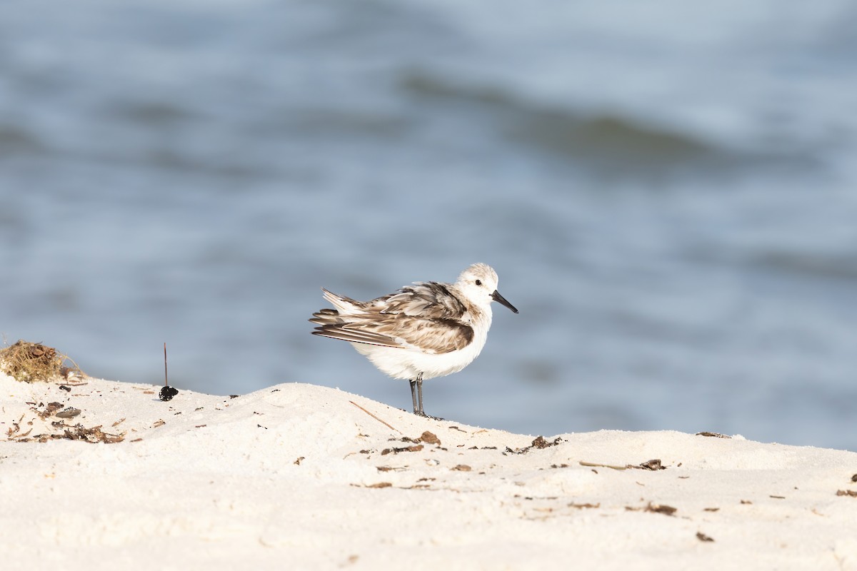 Sanderling - ML642191021