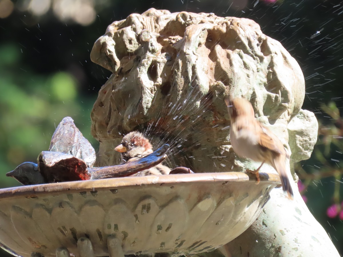 Moineau domestique - ML642191022