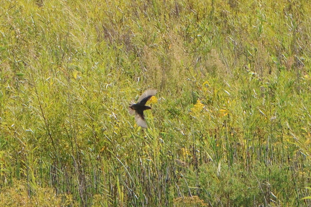Bobolink - ML642191041