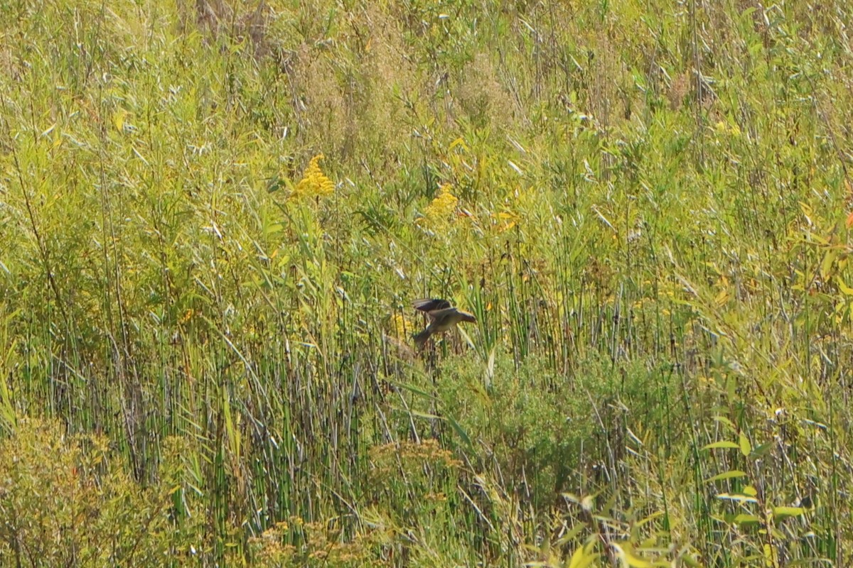 Bobolink - ML642191042