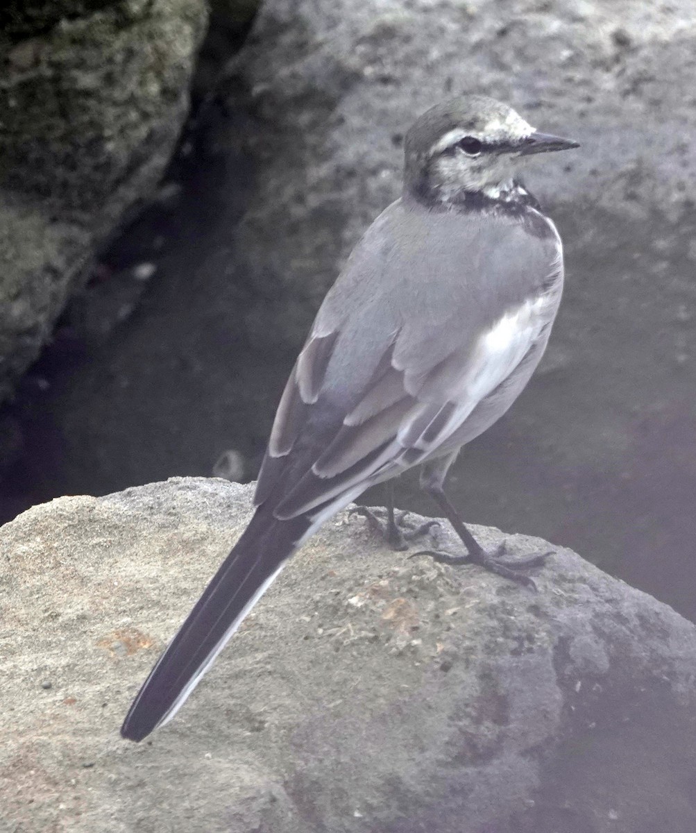 White Wagtail - ML642191046