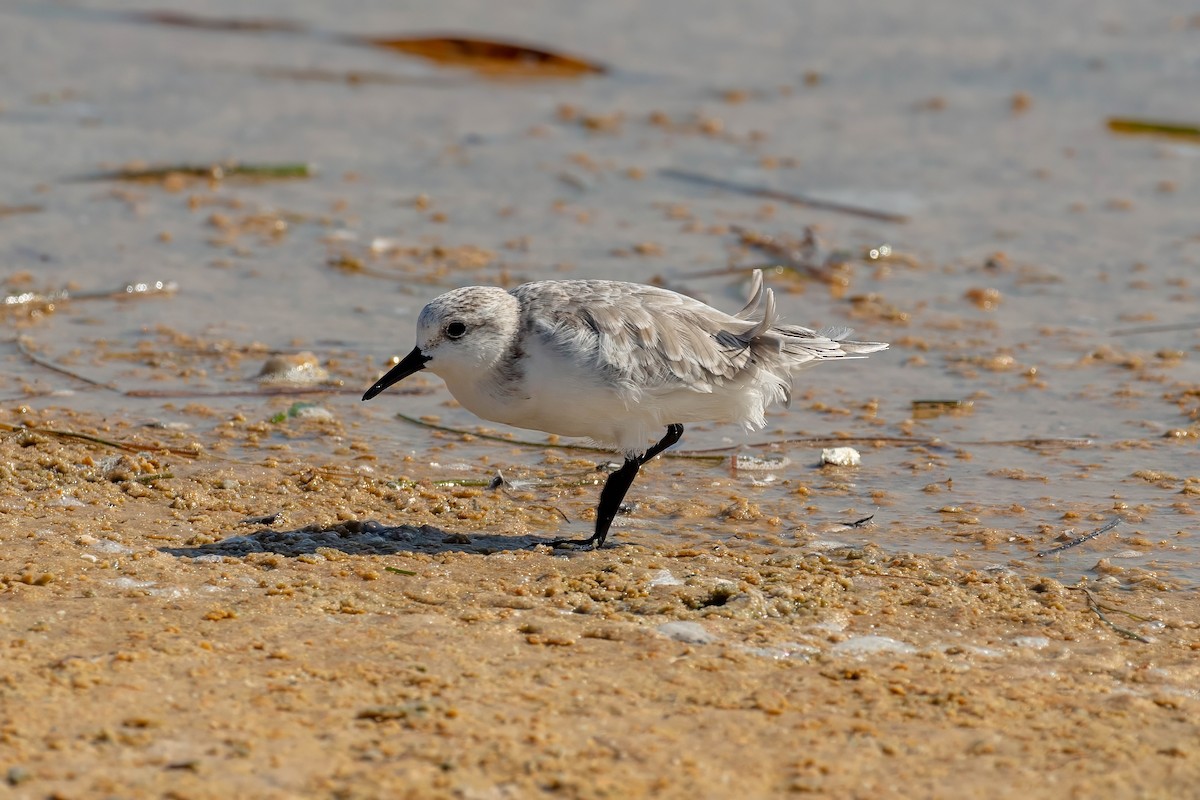 Sanderling - ML642191056