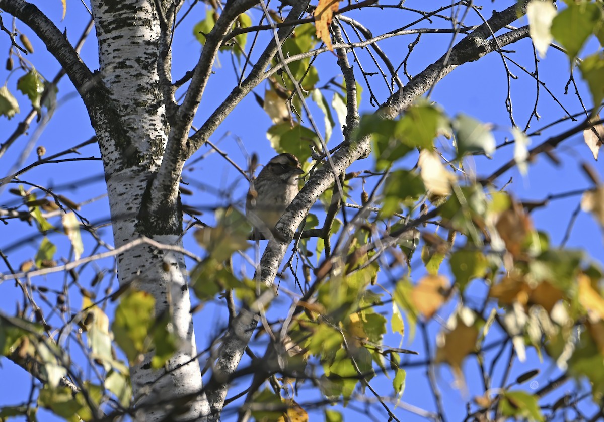 White-throated Sparrow - ML642191062