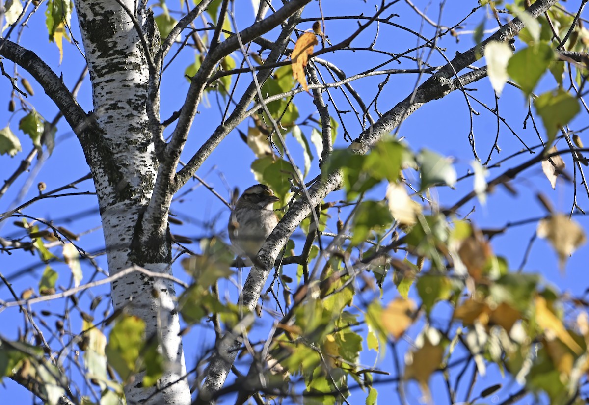 White-throated Sparrow - ML642191063
