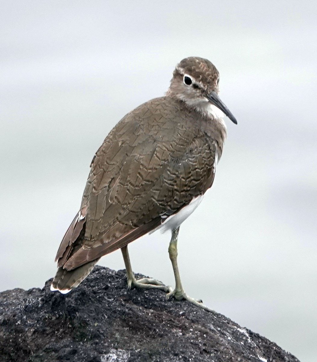 Common Sandpiper - ML642191068