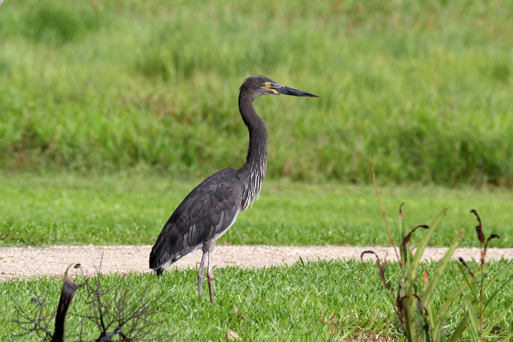 Great-billed Heron - ML642191074