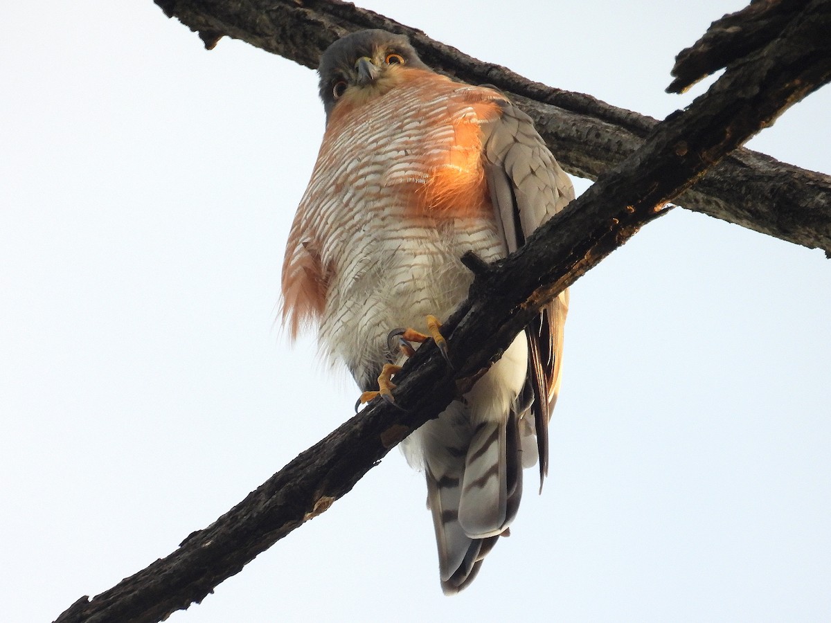 Eurasian Sparrowhawk - ML642191076