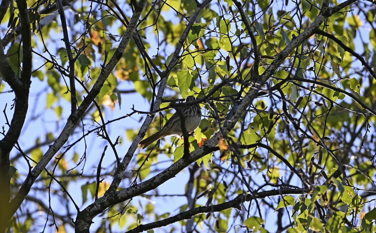 Song Sparrow - ML642191087