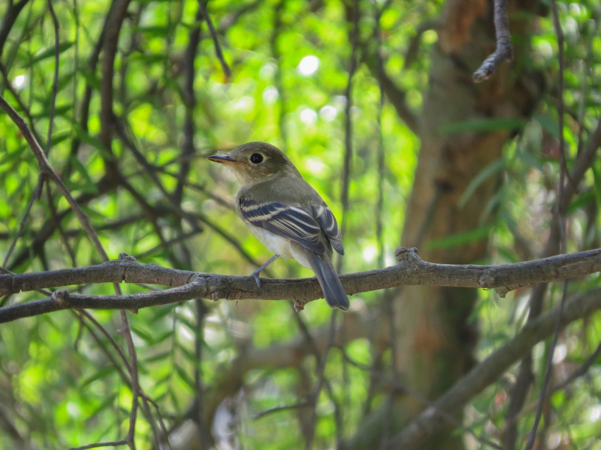 Empidonax sp. - ML642191091