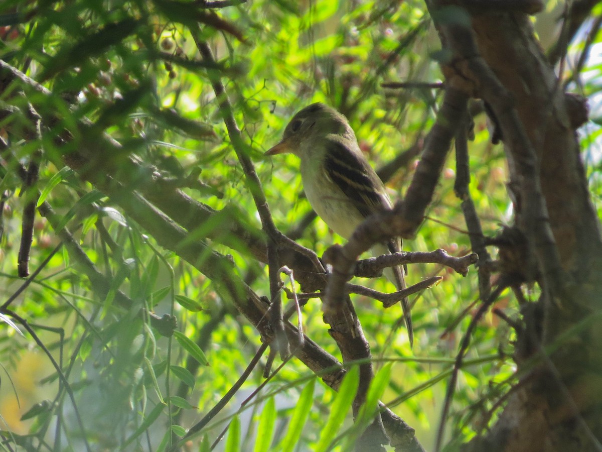 Western Flycatcher - ML642191092