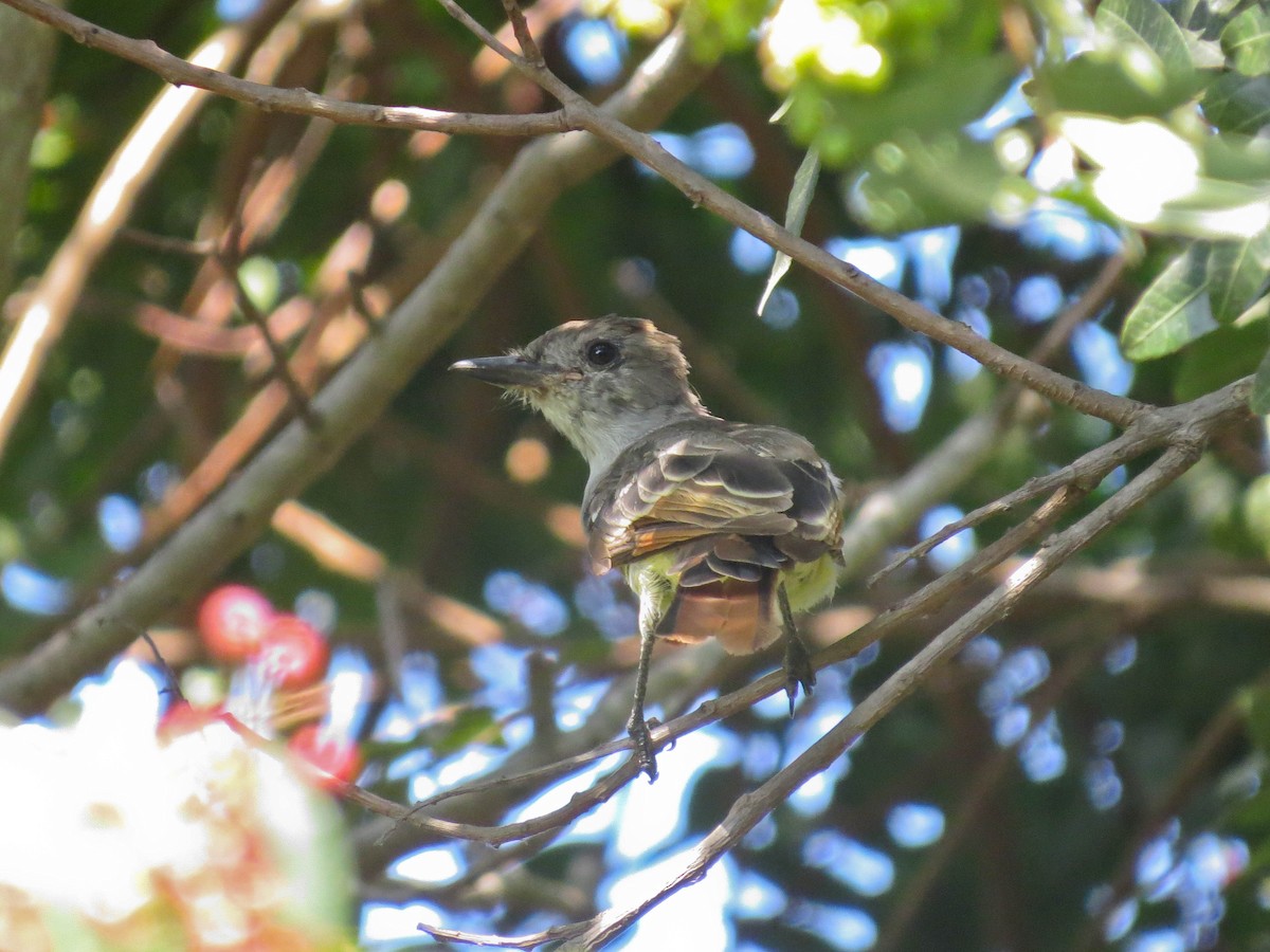 Ash-throated Flycatcher - ML642191096