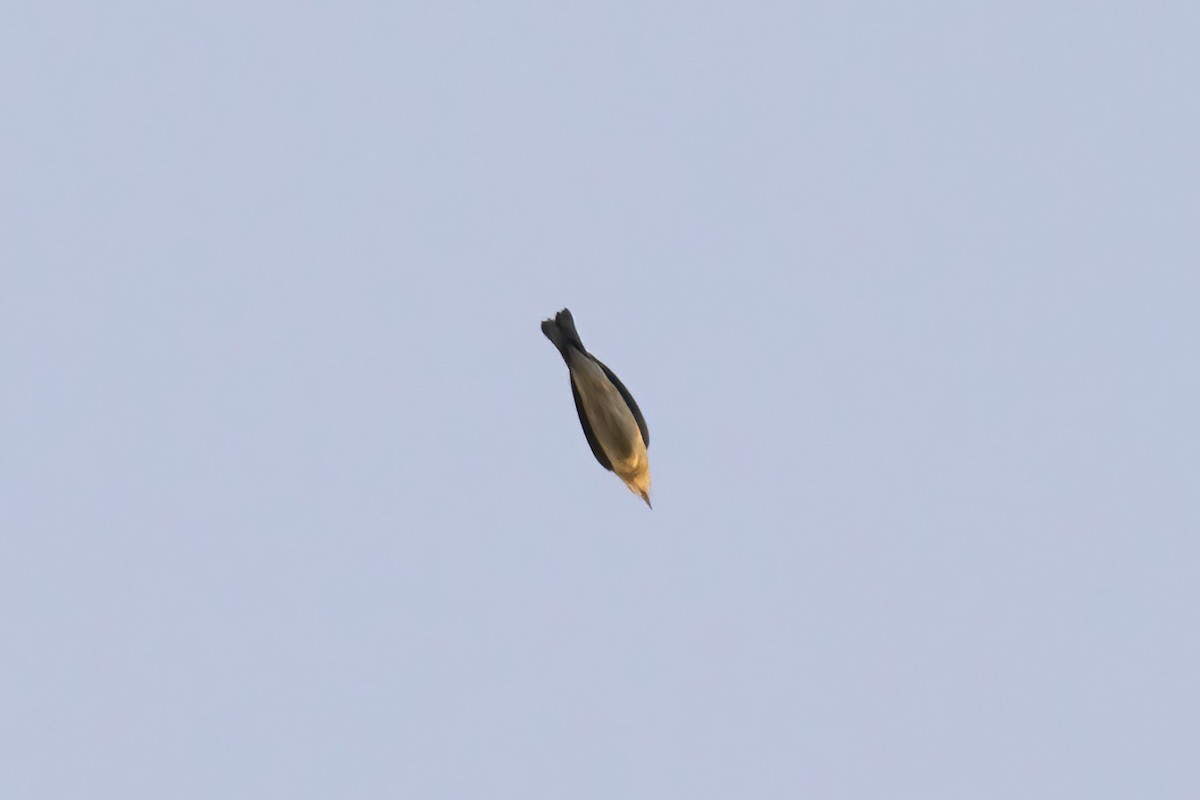 Bay-breasted/Blackpoll Warbler - ML642191103