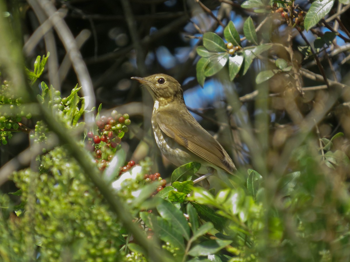Swainson's Thrush - ML642191110