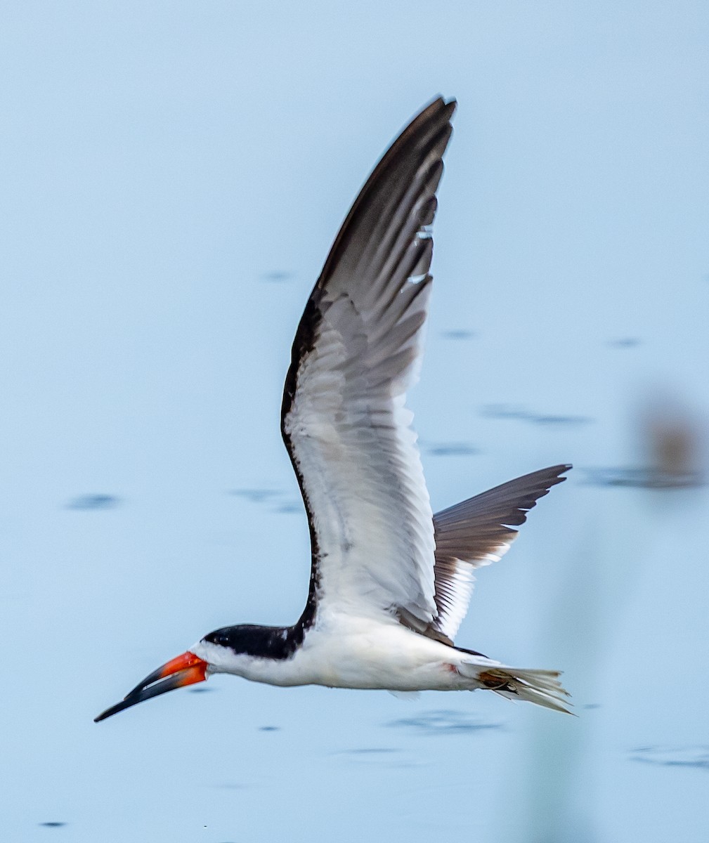 Black Skimmer - ML642191111