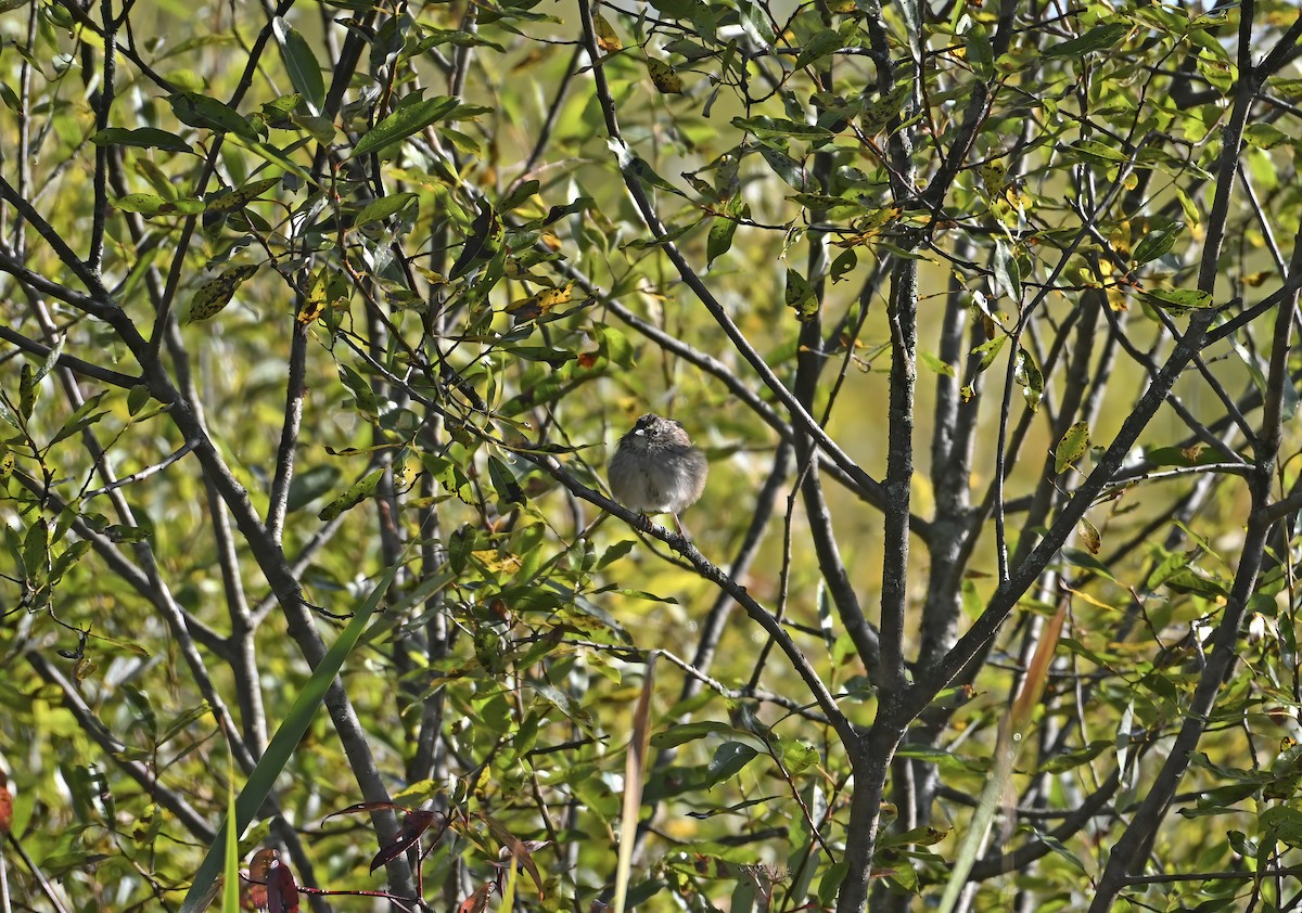 Swamp Sparrow - ML642191112