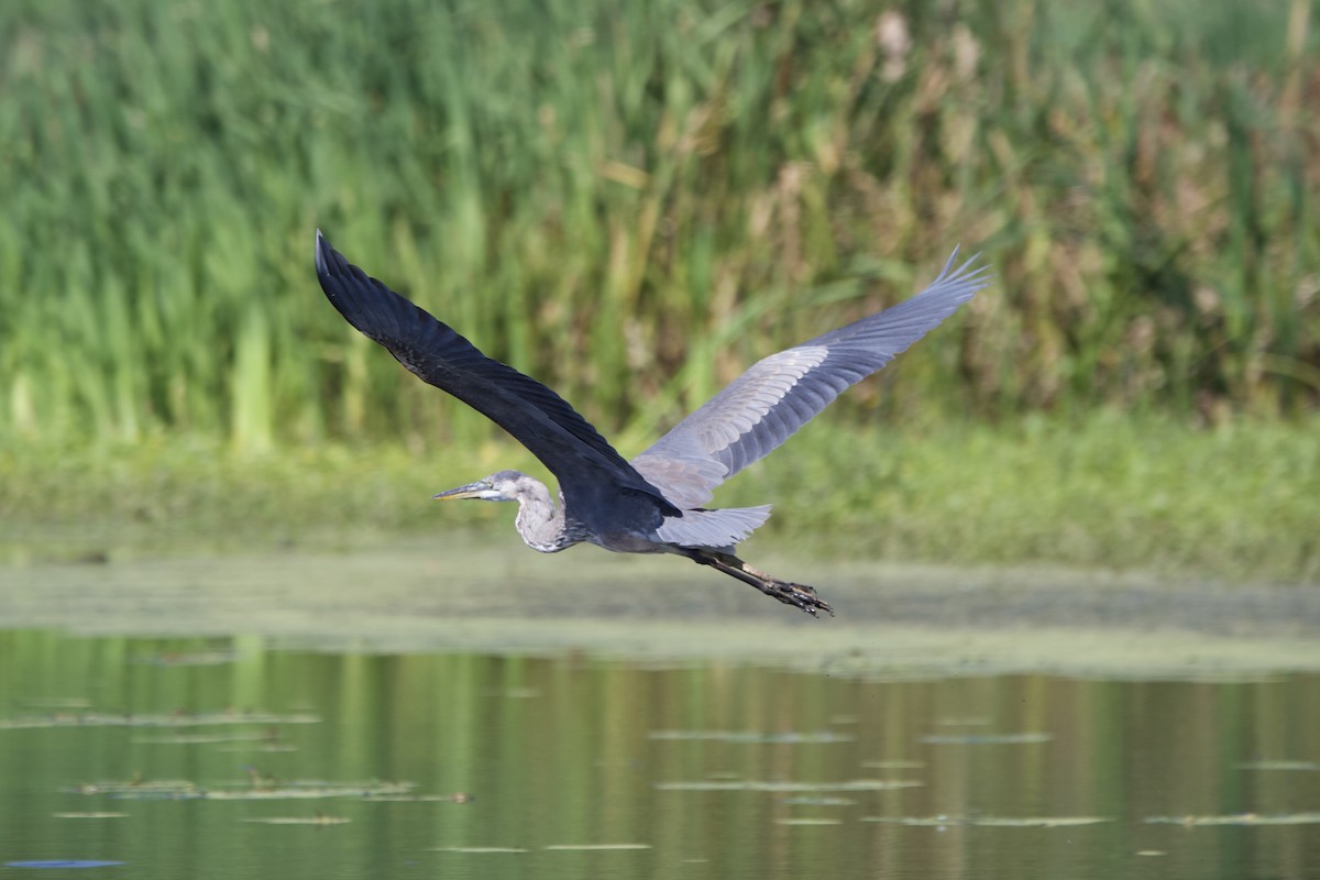 Great Blue Heron - ML642191114