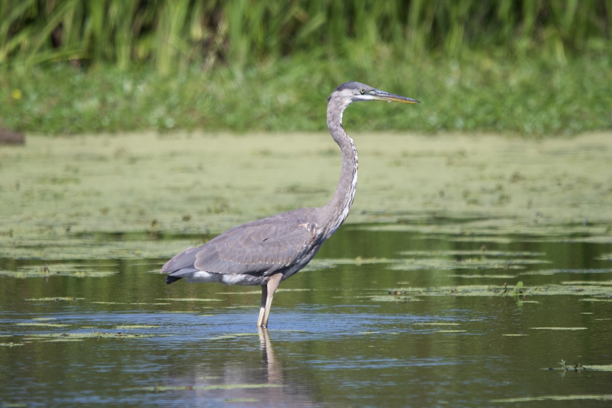 Great Blue Heron - ML642191115