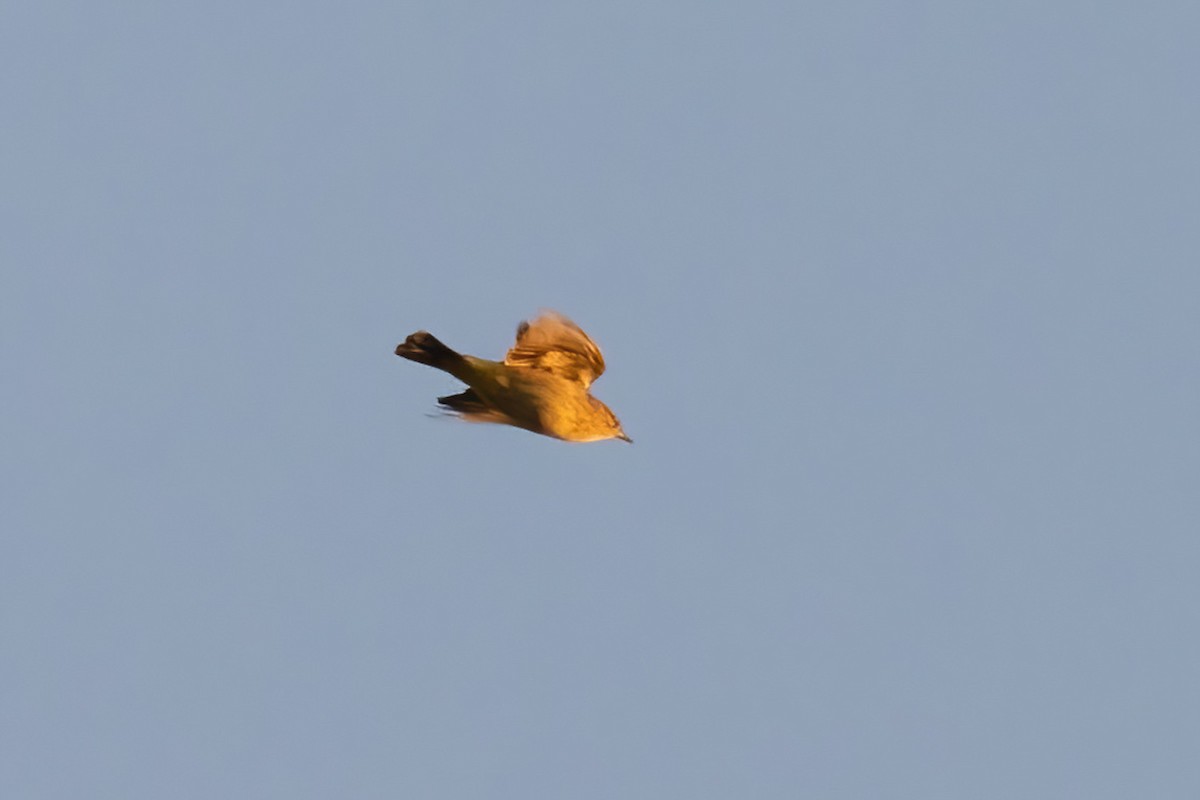 Palm Warbler - ML642191117
