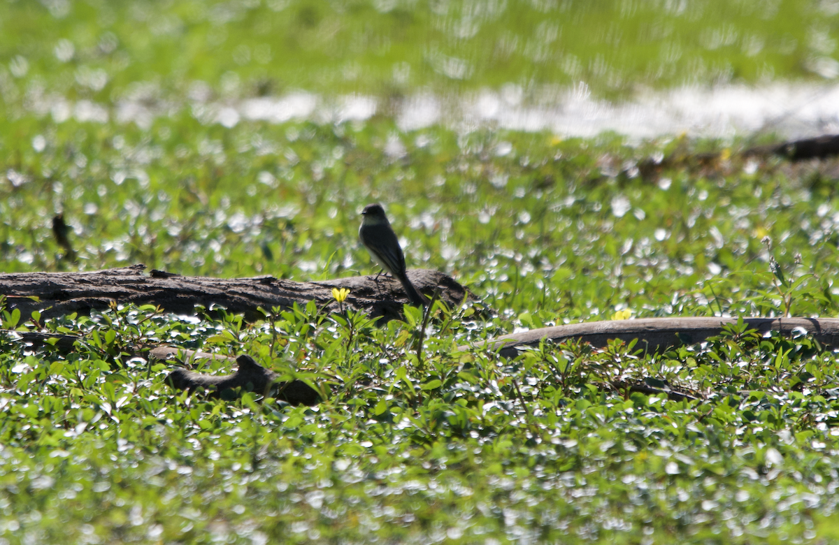 Eastern Phoebe - ML642191132