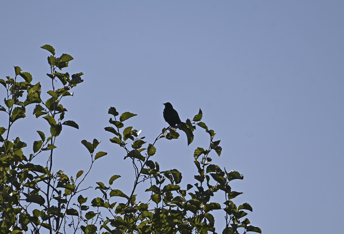 Red-winged Blackbird - ML642191137