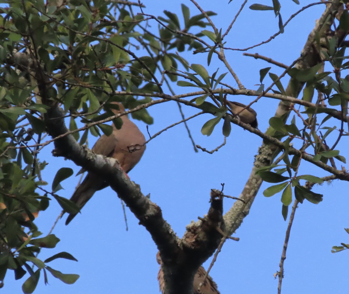 Mourning Dove - ML642191139