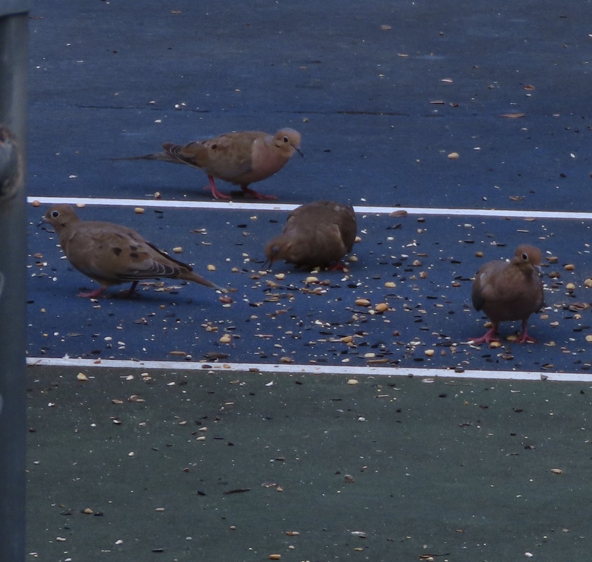 Mourning Dove - ML642191140