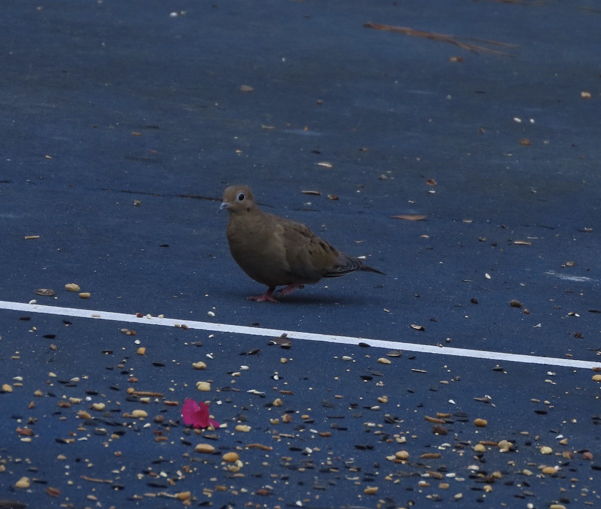 Mourning Dove - ML642191141