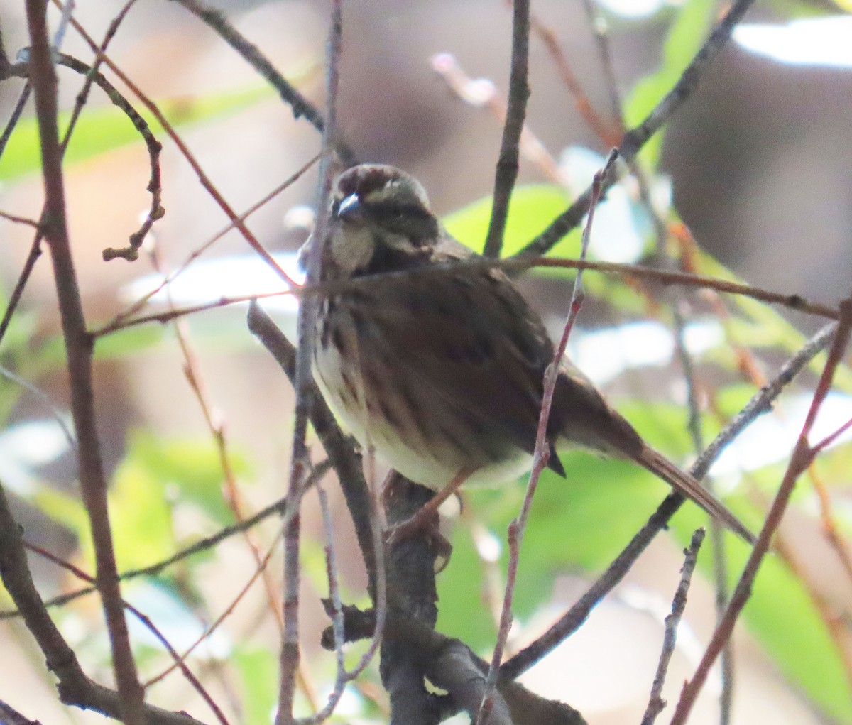 Song Sparrow - ML642191145