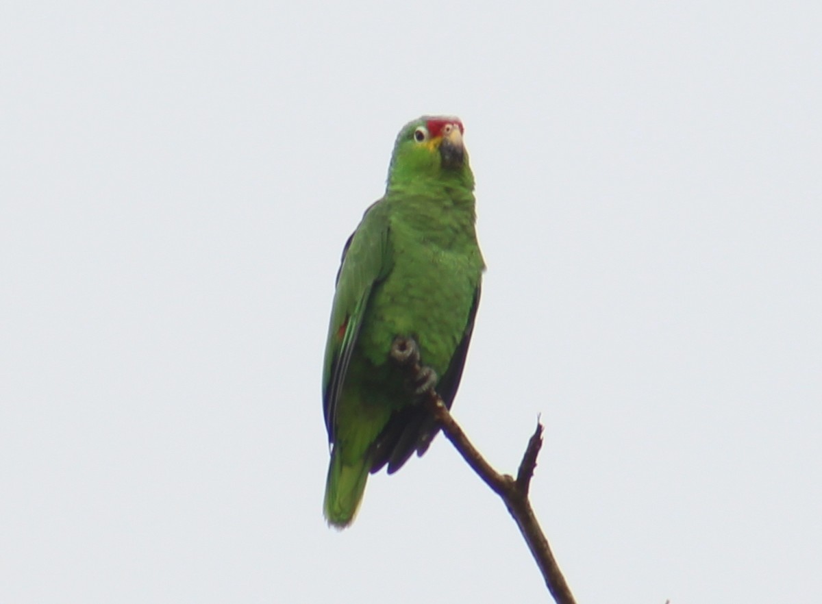 Red-lored Amazon - ML642191157
