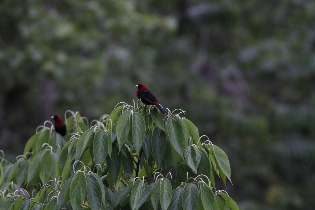 Crimson-collared Tanager - ML642191171