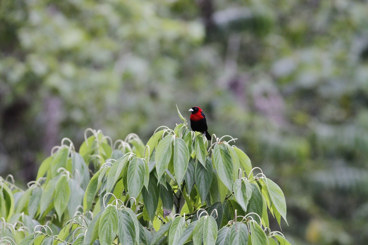 Crimson-collared Tanager - ML642191172