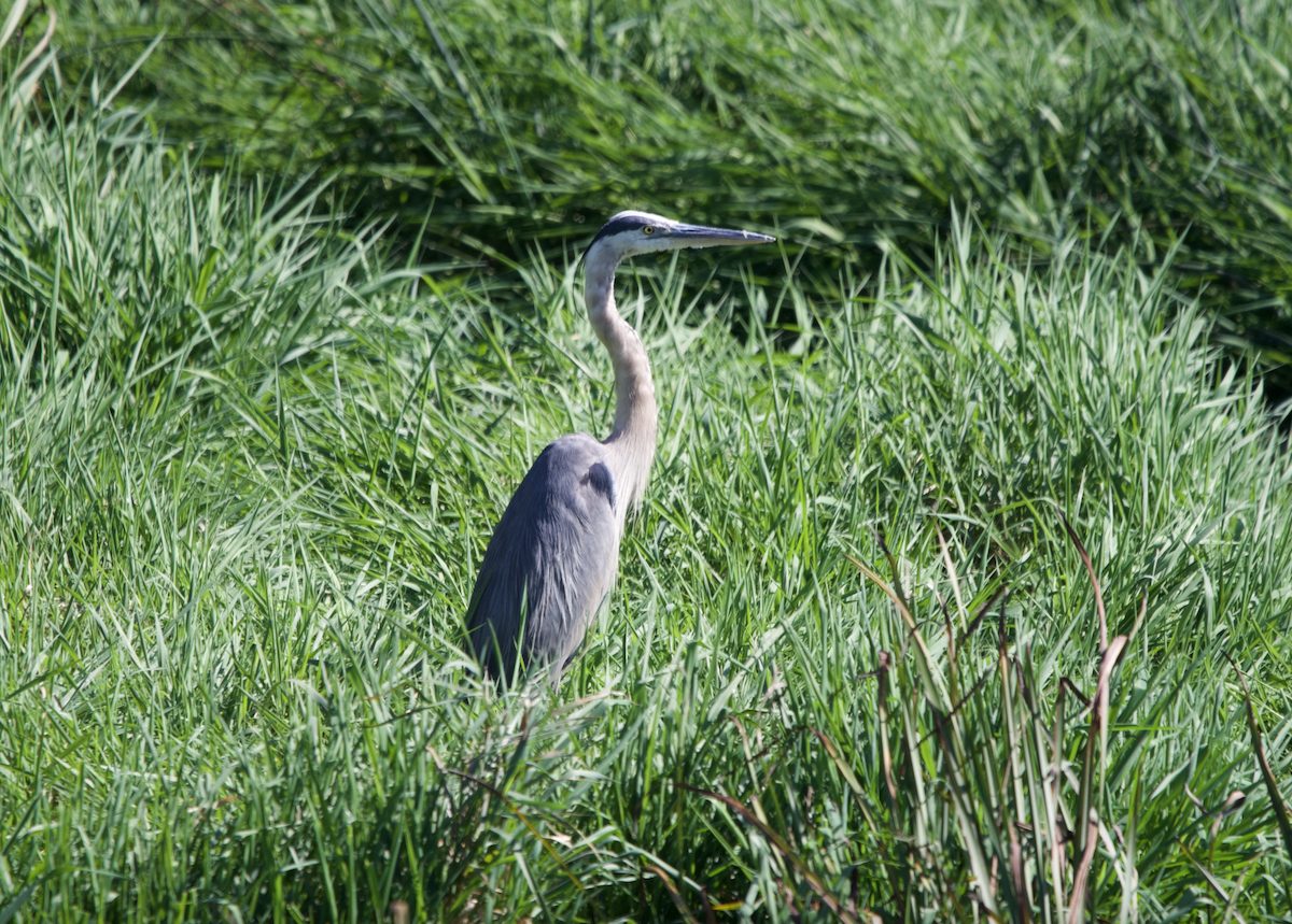 Great Blue Heron - ML642191191