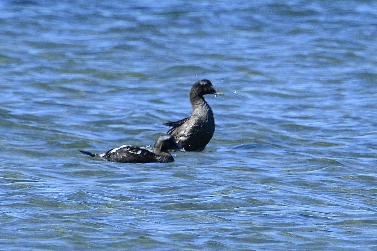 Common Eider - ML642191207