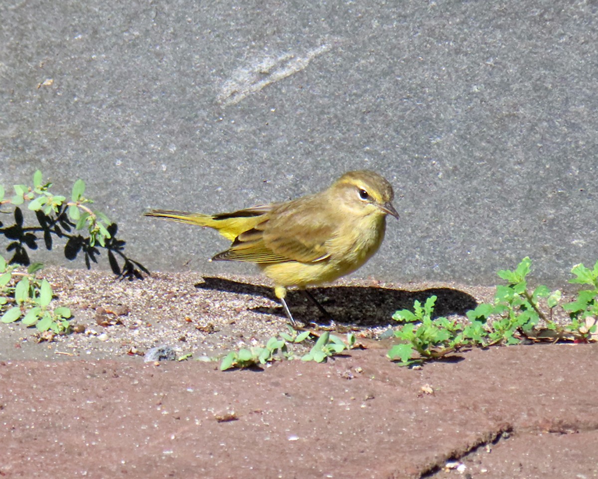 Palm Warbler - ML642191211