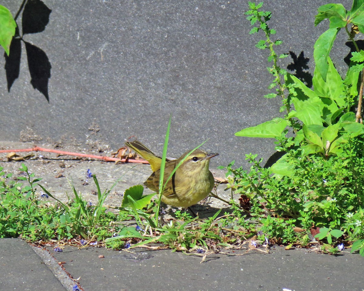 Palm Warbler - ML642191212