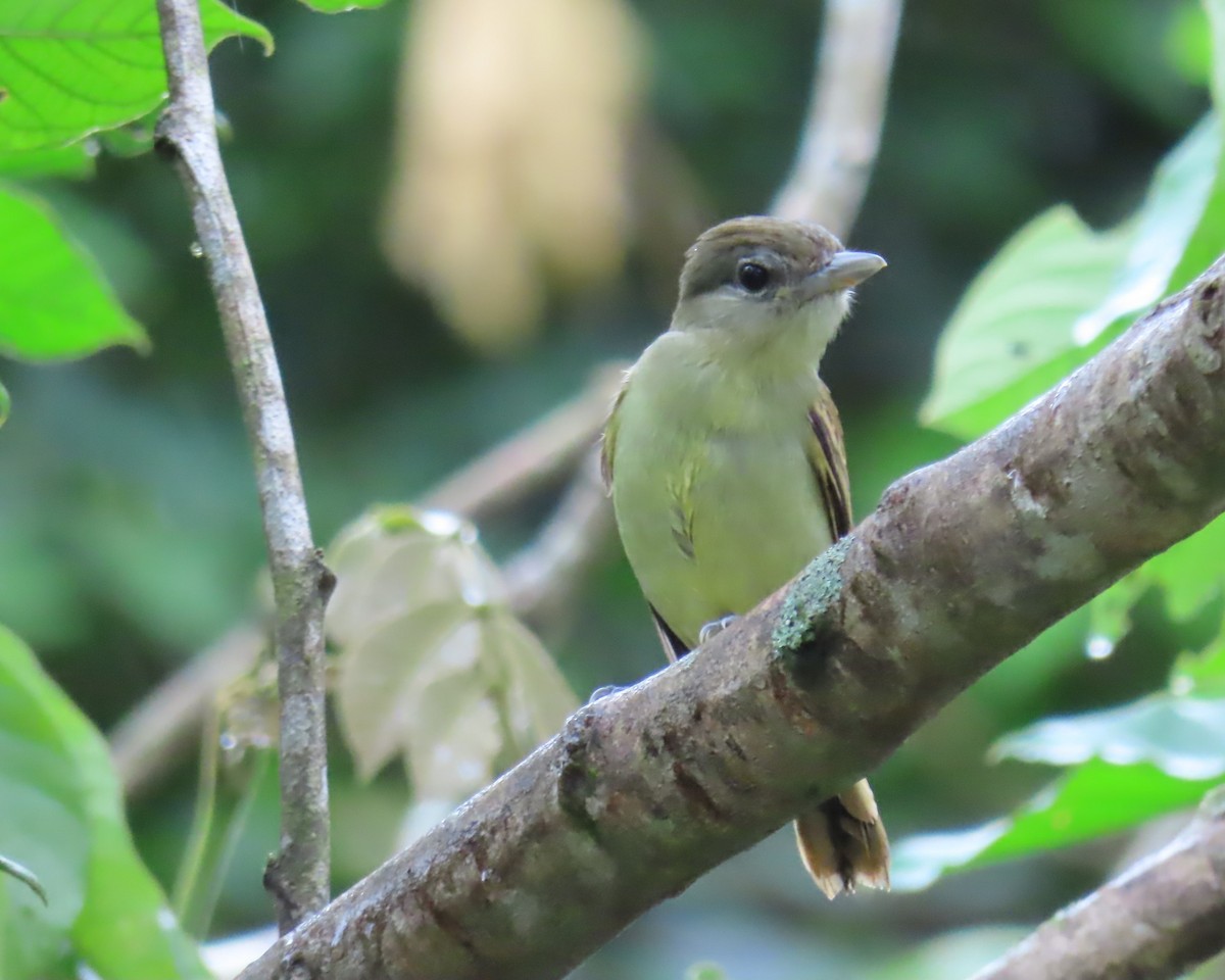 White-winged Becard - ML642191219