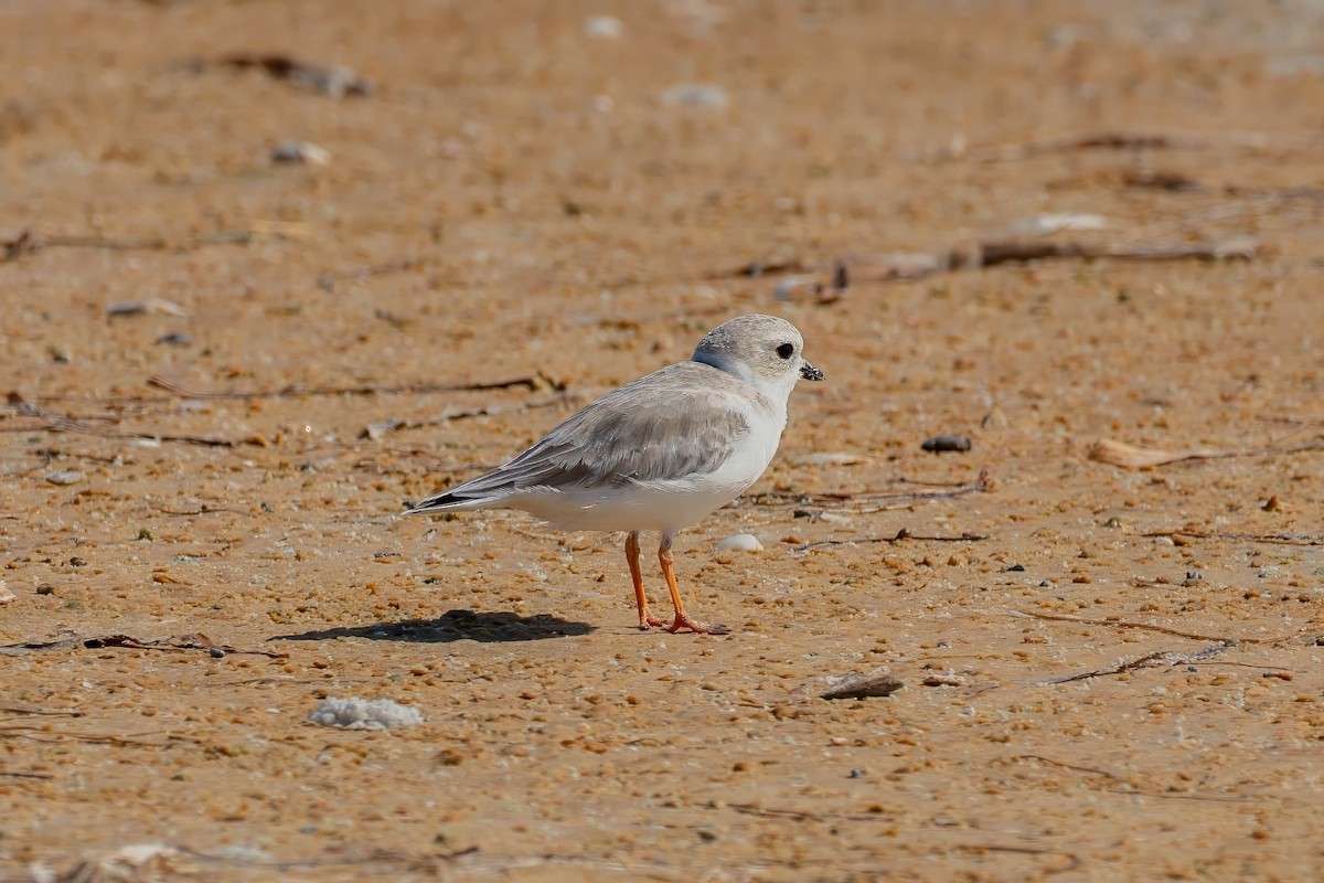 Piping Plover - ML642191221