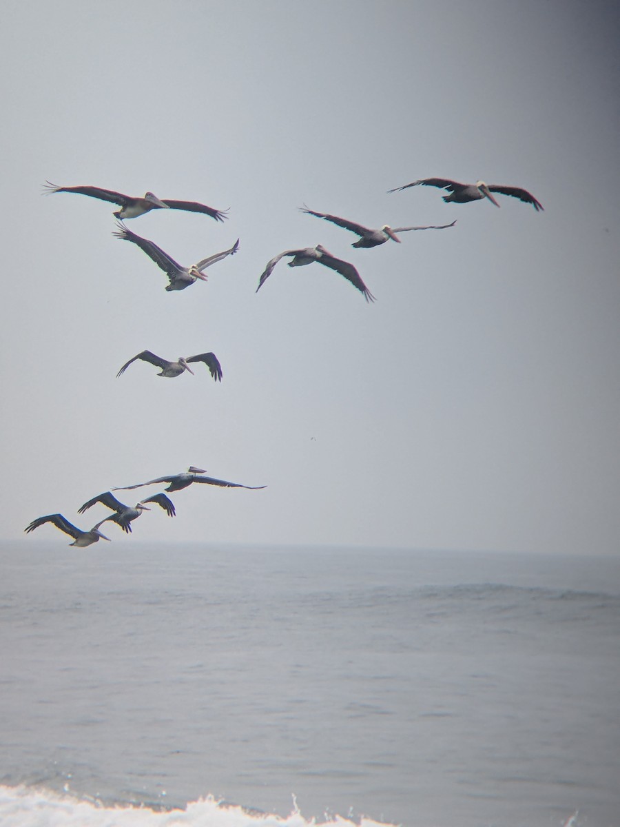 Brown Pelican - ML642191225