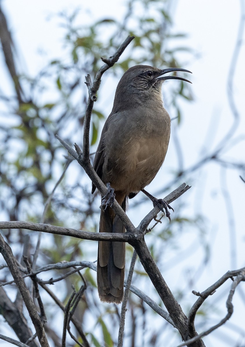 California Thrasher - ML642191254