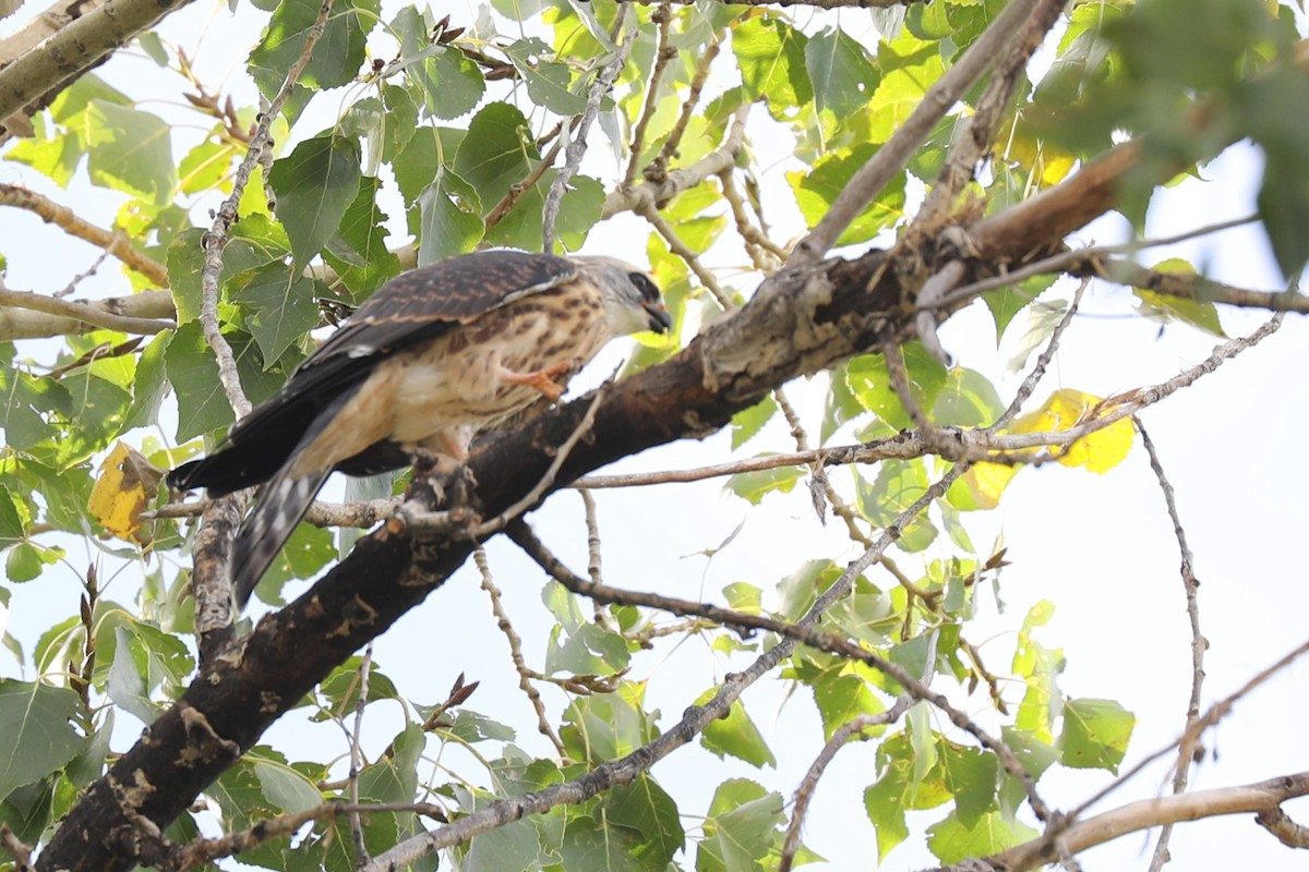 Mississippi Kite - ML642191267