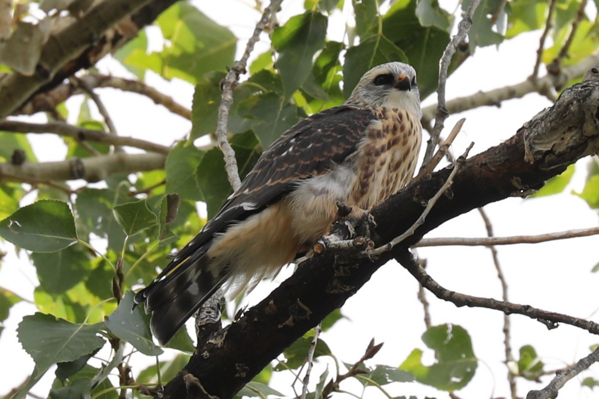 Mississippi Kite - ML642191269