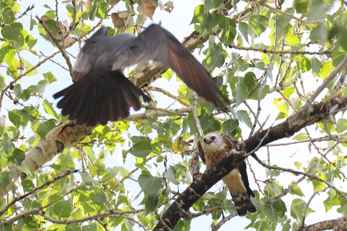Mississippi Kite - ML642191271